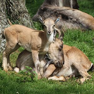 Turkmenian Markhor