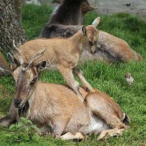 Turkmenian Markhor