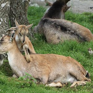 Turkmenian Markhor