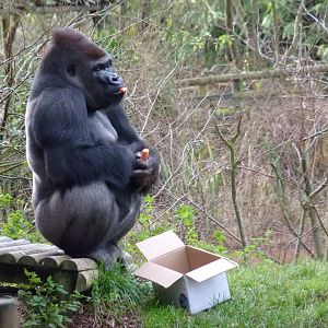 Gorilla, Kumbuka, 28 November 2012