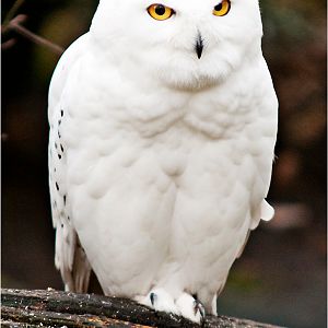 Snowy owl at Hamburg