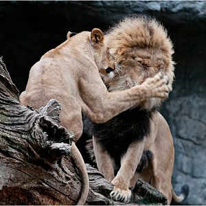 Lions at Hamburg