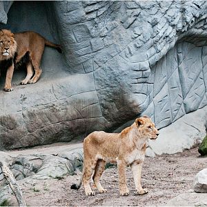 Lions at Hamburg