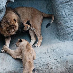 Lions at Hamburg