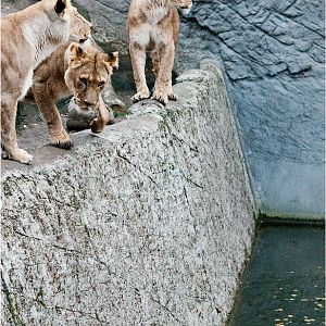 Lions at Hamburg