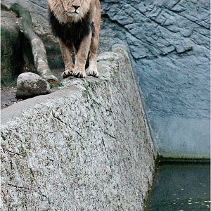 Lion at Hamburg