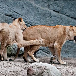 Lions at Hamburg