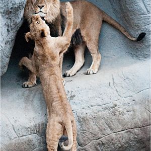 Lions at Hamburg