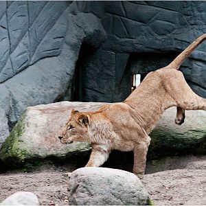 Lions at Hamburg