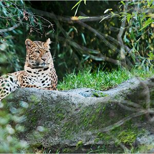 Chinese leopard at Hamburg