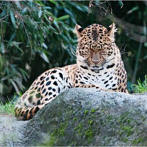 Chinese leopard at Hamburg