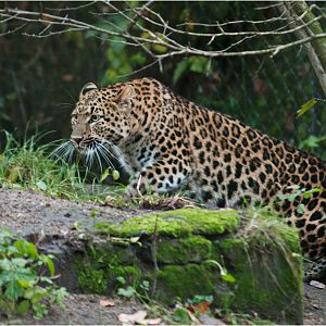 Chinese leopard at Hamburg