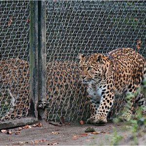 Chinese leopards at Hamburg