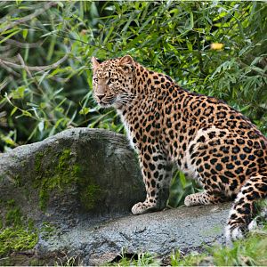 Chinese leopard at Hamburg