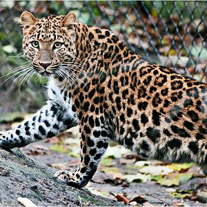 Chinese leopard at Hamburg