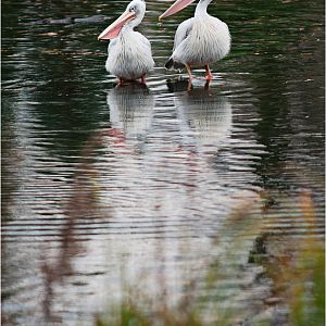 Pelicans at Hamburg