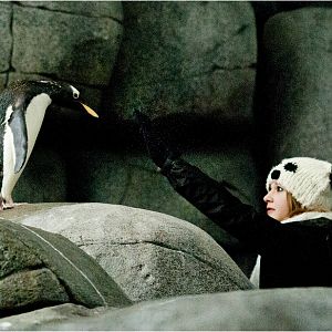 Gentoo Penguin at Hamburg