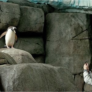 Gentoo Penguin at Hamburg