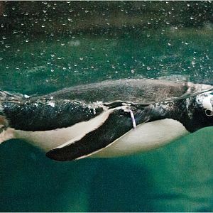 Gentoo Penguin at Hamburg