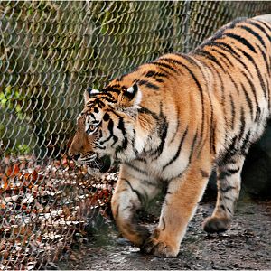 Sibirian tiger at Hamburg