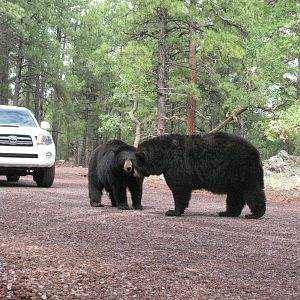 Black Bears in their 14 acre habitat