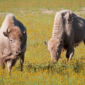 White Bison