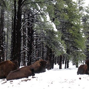 North American Bison in Winter