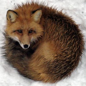 Red Fox