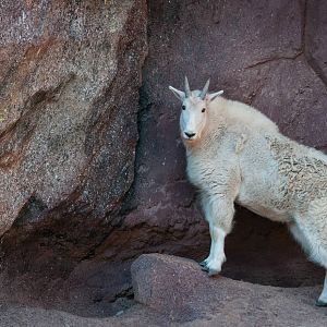 Rocky Mt. Goat