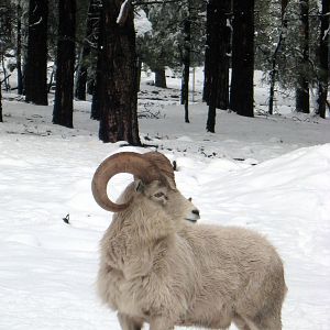 Alaskan Dall Sheep