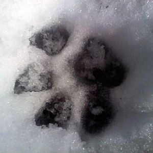 Alaskan Tundra Wolf Paw Print