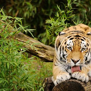 Tiger at Allwetterzoo