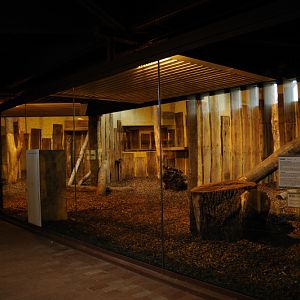 Lion indoors at Allwetterzoo