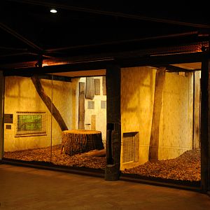Lion indoors at Allwetterzoo