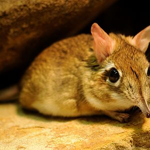 Rufous elephant shrew at Allwetterzoo