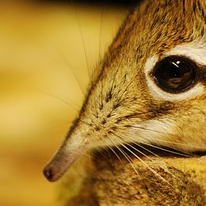 Rufous elephant shrew at Allwetterzoo