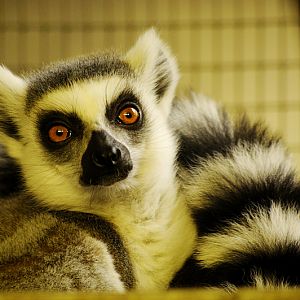 Ringtailed lemur at Allwetterzoo