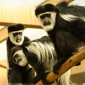 Colobus monkeys at Allwetterzoo
