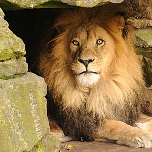 Lion at Allwetterzoo
