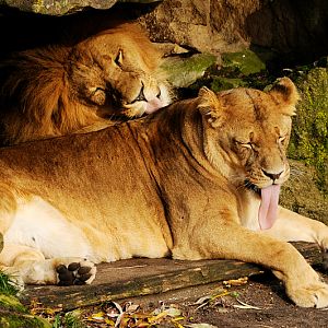 Lions at Allwetterzoo