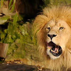 Lion at Allwetterzoo