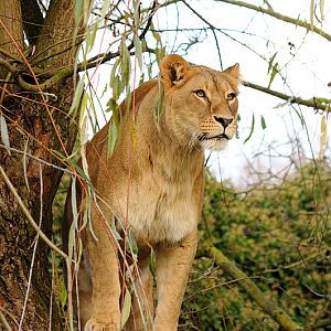 Lion at Allwetterzoo