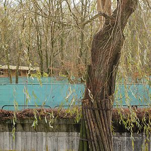 Lion at Allwetterzoo
