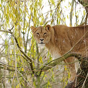 Lion at Allwetterzoo