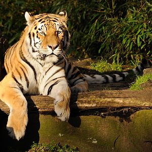 Tiger at Allwetterzoo