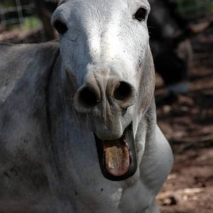 Rescued American Burro