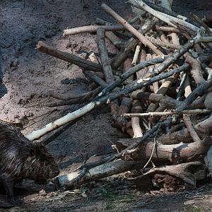North American Beaver