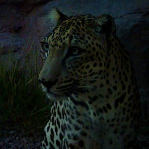 Arabian Leopard, December 2011.