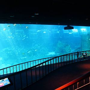 S.E.A. Aquarium - Open Ocean