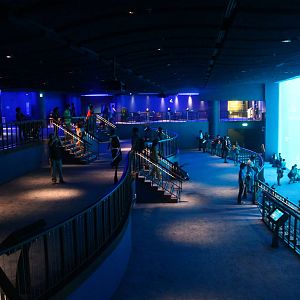 S.E.A. Aquarium - Open Ocean